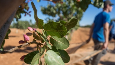 Pistacho, soja y aguacate: así han crecido los cultivos del 'futuro' en España desde 2011