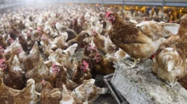 La OMS registra dos nuevos casos de gripe aviar en Camboya