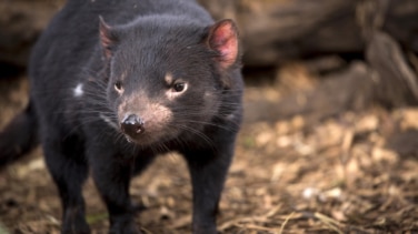 El diablo de Tasmania y el secreto de la supervivencia al cáncer