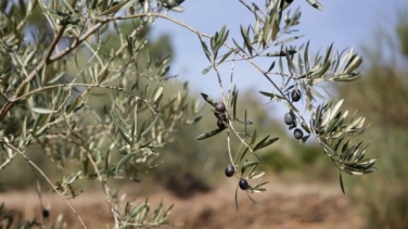 El aceite de oliva deja atrás la tregua de precios y cierra el año con más subidas