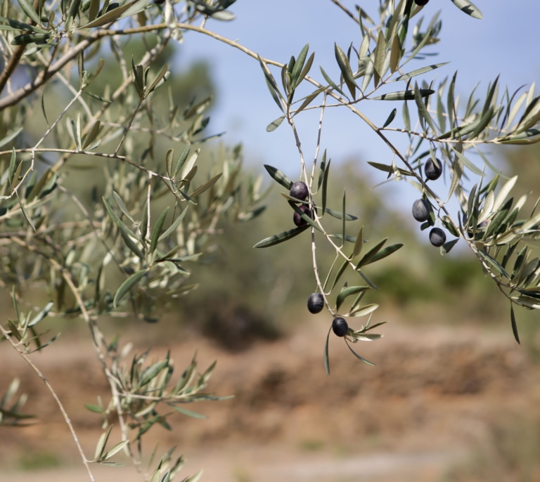 El aceite de oliva deja atrás la tregua de precios y cierra el año con más subidas