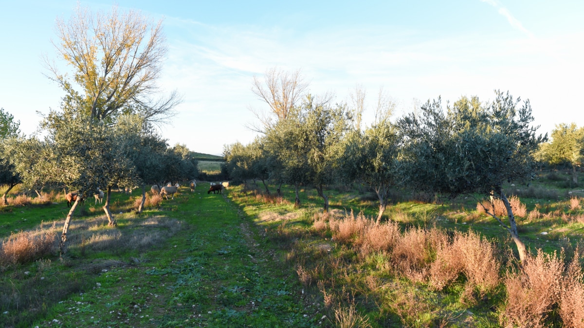 Vista general de un olivar en Holguera (Cáceres)
