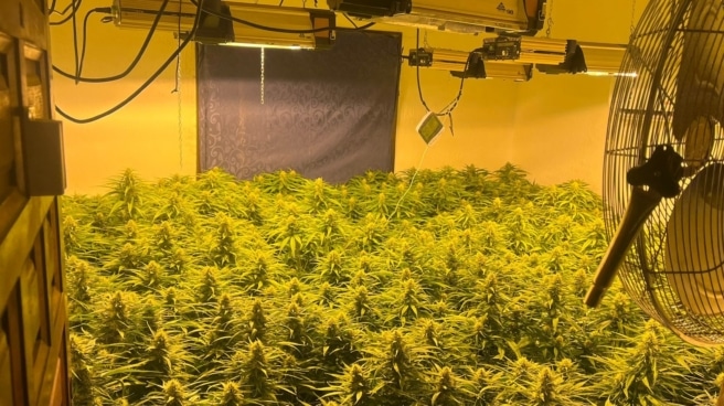 Imagen de un cultivo indoor de marihuana intervenido por la Guardia Civil en la localidad de Tabernas, Almería.