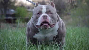 Vetados los American Bully XL: ¿qué pasa con los perros en Inglaterra?