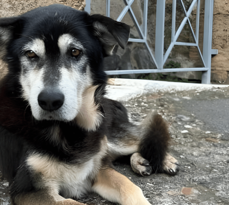 Muere Argo, el último perro vagabundo de Pompeya