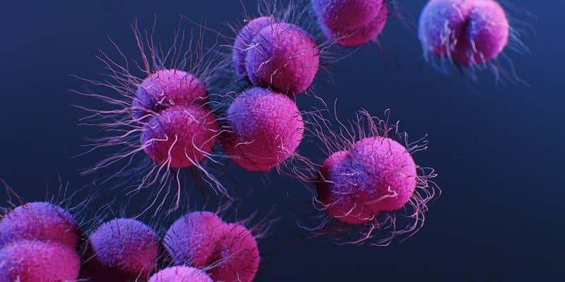 Una ilustración médica de la bacteria Neisseria gonorrhoeae resistente a los medicamentos