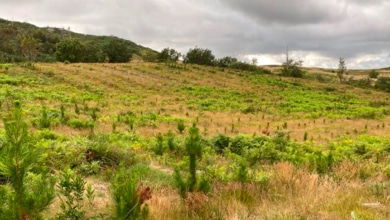 El futuro del medio rural: innovación, colaboración y sostenibilidad