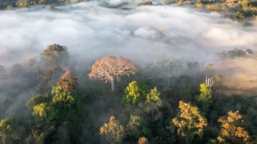 Un estudio apunta que la Amazonia podría colapsar en el 2050