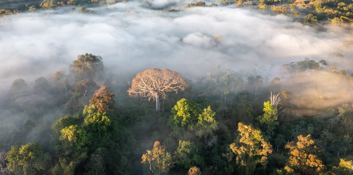 Un estudio apunta que la Amazonia podría colapsar en el 2050