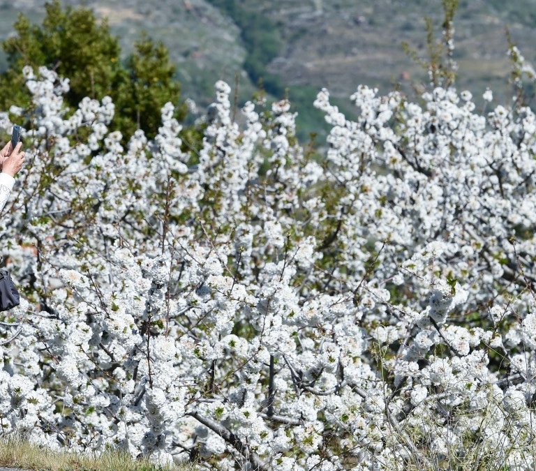 Cuándo vamos a ver los cerezos en flor en 2024: fechas, sitios y dónde verlos