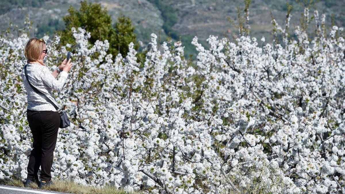 Seis sitios para ver los cerezos en flor en España (y en Burgos)