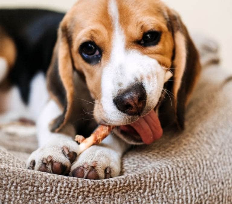 Estos alimentos están prohibidos si tienes perro: vigila que no los coma