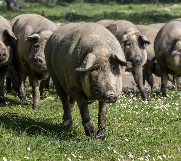 El futuro del jamón ibérico: ¿más caro pero de calidad superior?