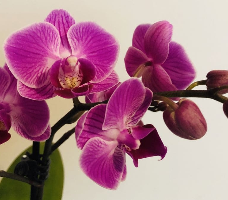 Cómo cuidar una orquídea en casa: el secreto de esta delicada planta