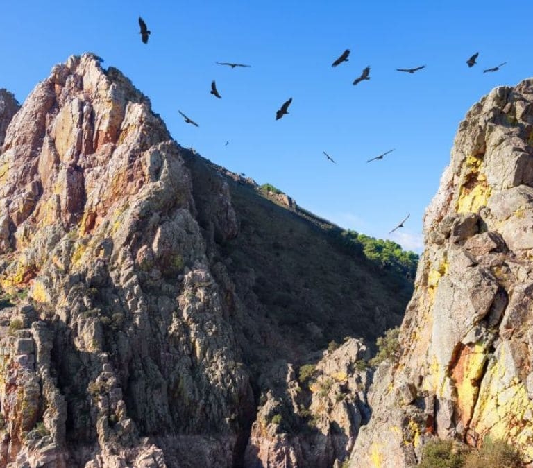 Monfragüe, el parque donde ver las aves más impresionantes de España