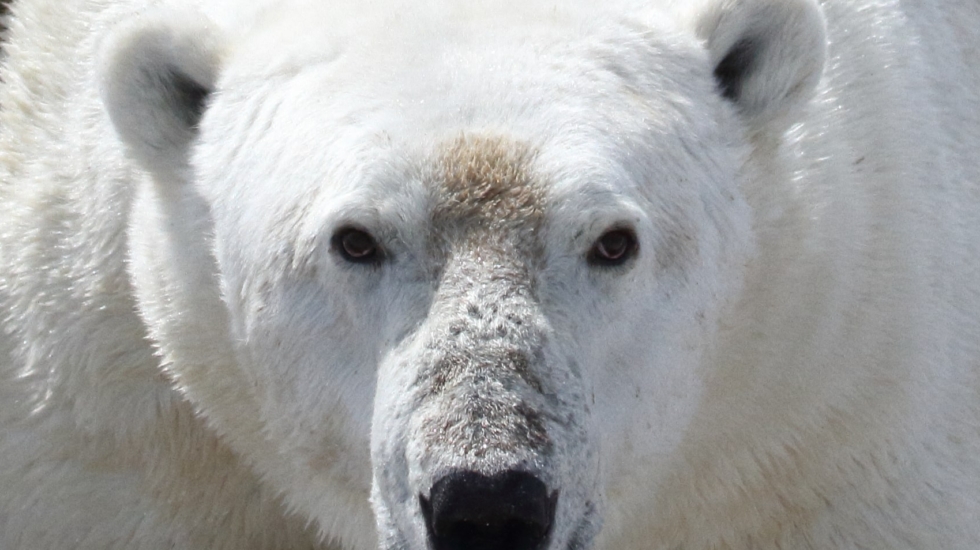 Pregon Agropecuario :: Osos polares, cada día a peor - Reino animal -  Animales de la Selva