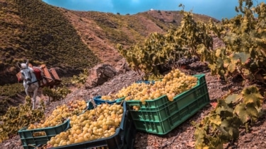 La producción de cava y vino en Cataluña caerá un 30% por la sequía