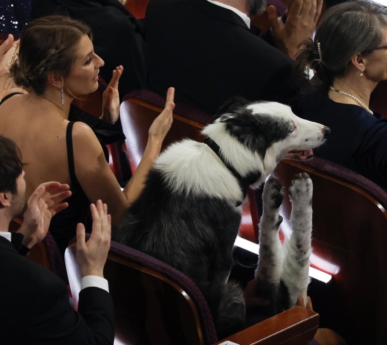 ¿Un perro aplaudiendo? El 'milagro' que solo podría pasar en los Oscar