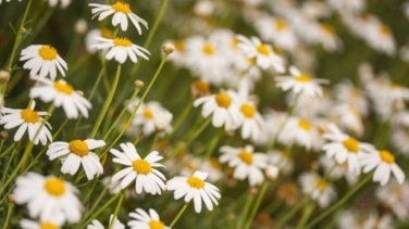 Frases para celebrar y dar la bienvenida a la primavera