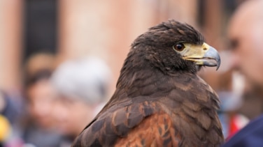 Halcones contra palomas en el cielo de Barcelona