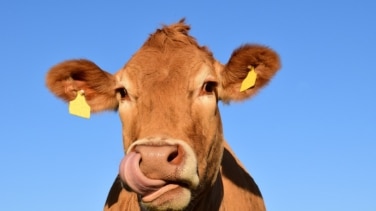 Por qué la vaca es un símbolo de Asturias: este es su significado