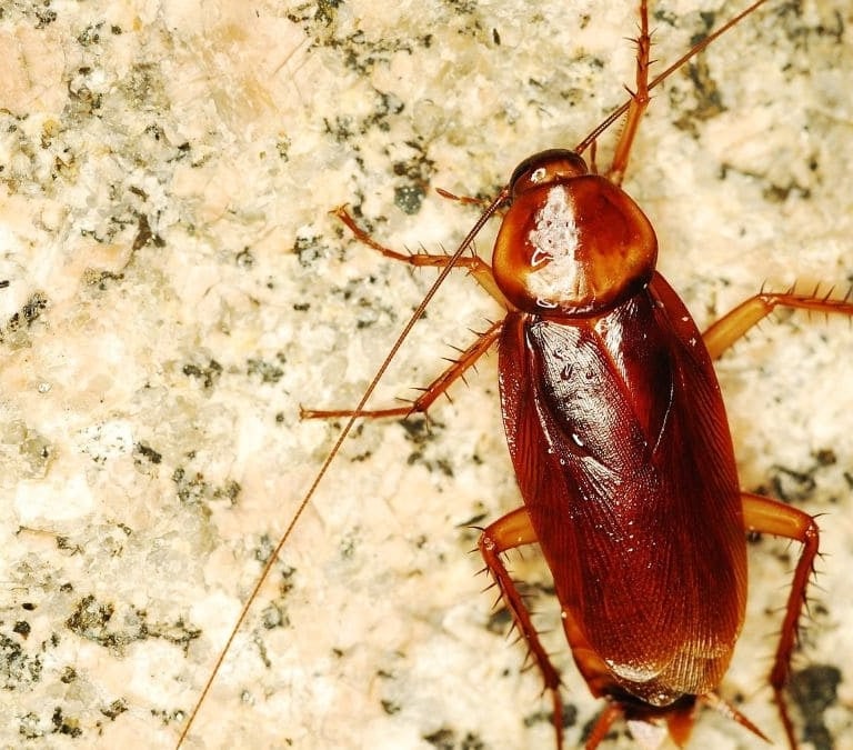 Así son las "cucarachas mutantes" que vienen con el calor y el cambio climático