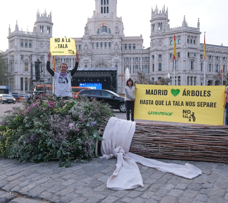 Greenpeace y No a la Tala regalan a Almeida un ramo de boda realizado con ramas de talas de Madrid