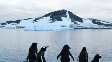 La gripe aviar se extiende a la Antártida: científicos investigan la muerte de cientos de pingüinos