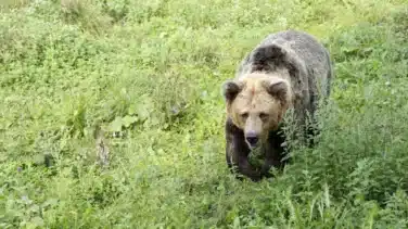 VÍDEO | Un oso en la carretera de Asturias