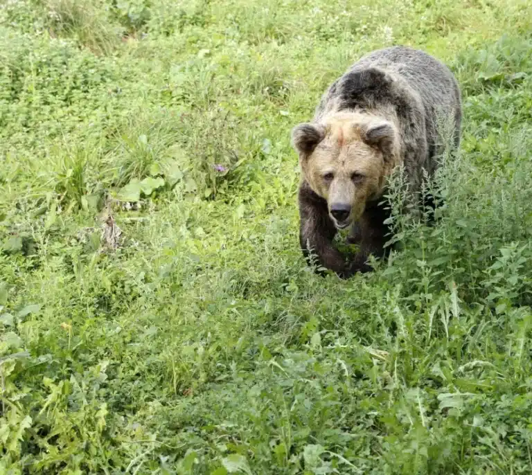 VÍDEO | Un oso en la carretera de Asturias