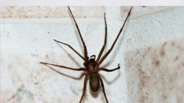 Primer caso de araña violinista en Bizkaia: qué es y qué efectos puede tener su picadura