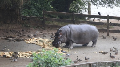 Cabárceno, el paraíso europeo de osos... e hipopótamos: "Es una locura"