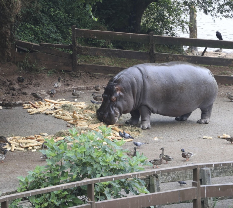 Cabárceno, el paraíso europeo de osos... e hipopótamos: "Es una locura"