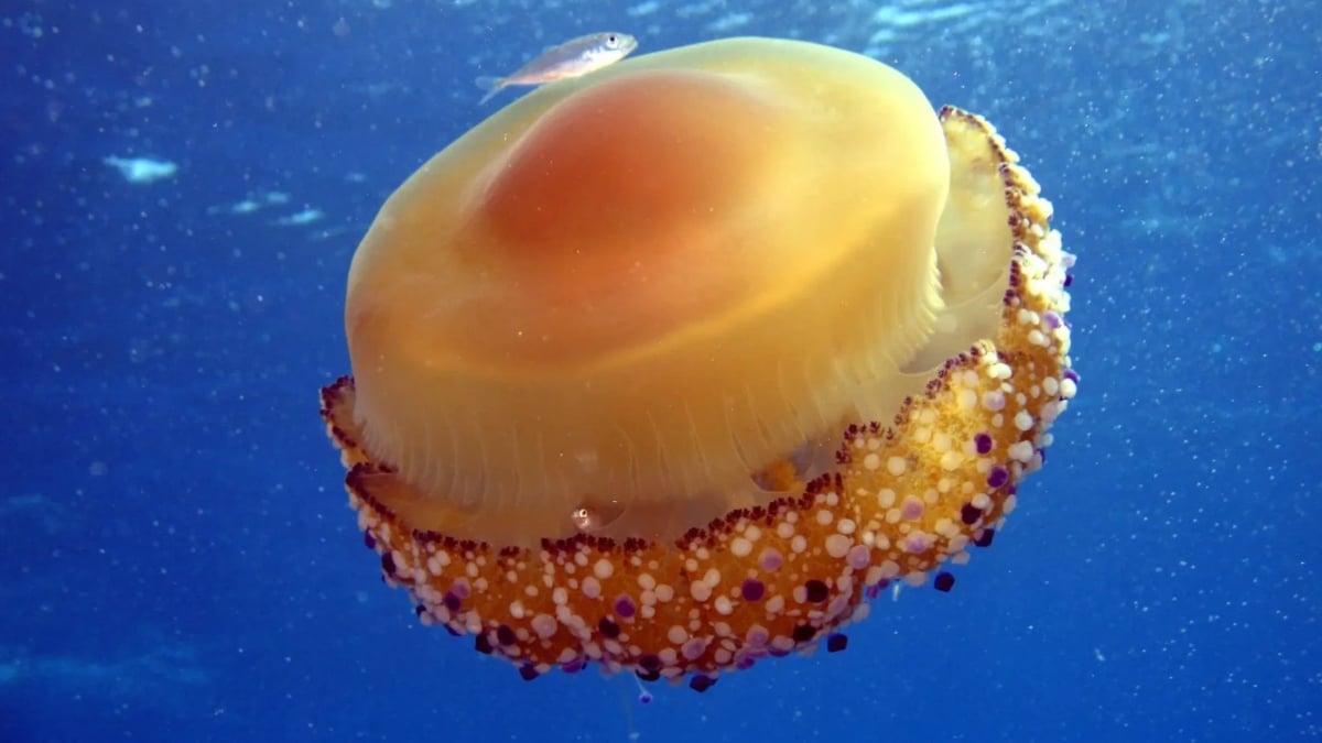 Las medusas huevo frito encienden las alarmas en el Mar Menor