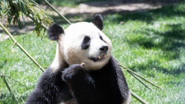 La geopolítica de China: dos osos panda para limar asperezas con Estados Unidos