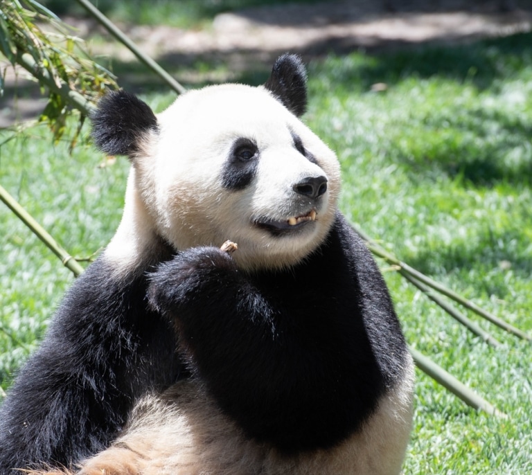 La geopolítica de China: dos osos panda para limar asperezas con Estados Unidos