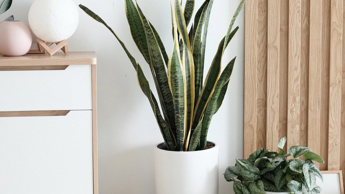 Decora tu hogar con estas plantas de interior que no requieren luz natural y son de fácil cuidado