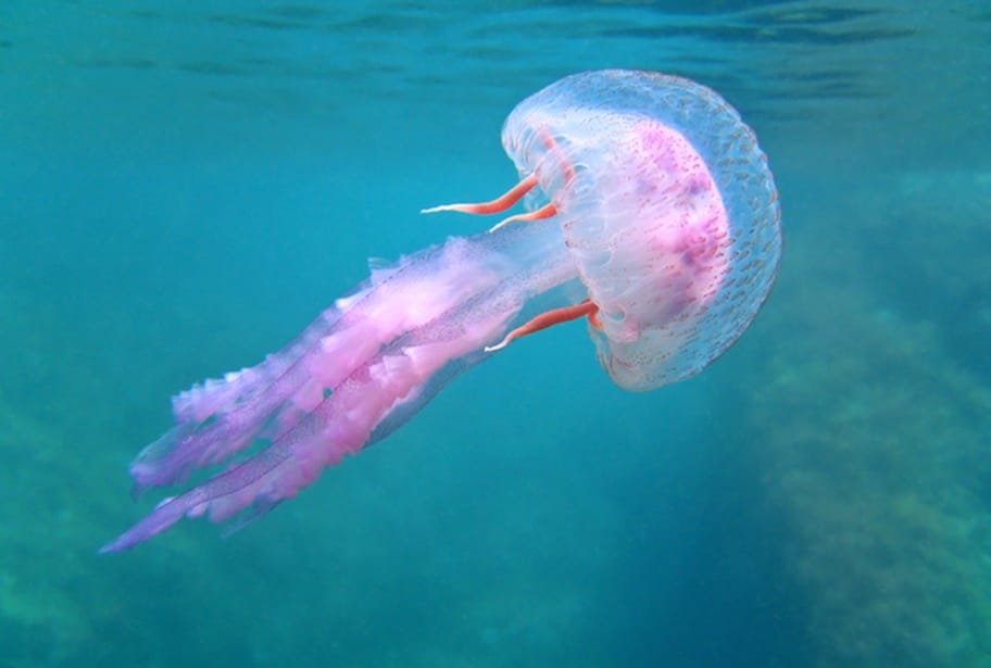 Existen casi 70 tipos de medusa