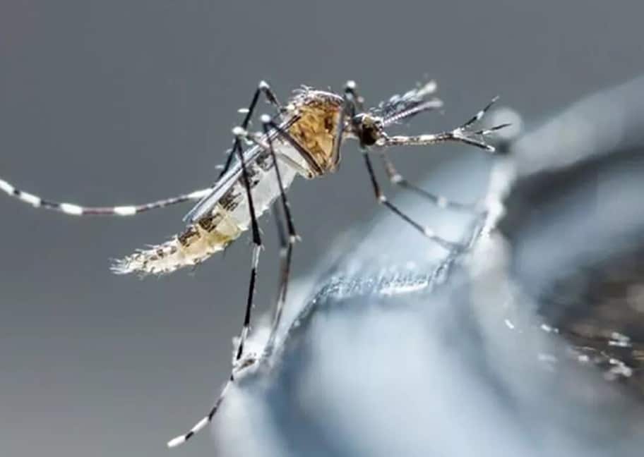 El dengue ha aumentado  su expansión y afecta a nuevas zonas