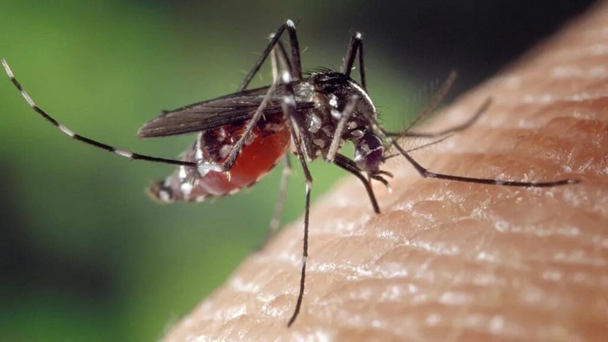 El 'mosquito tigre, Aedes japonicus, es el transmisor del dengue, el chikungunya y el virus del Nilo Occidental