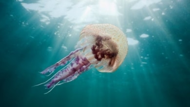 Qué hacer si me pica una medusa y cuánto tiempo dura el efecto de la picadura