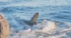 Cierran por segunda vez una playa de Gran Canaria tras avistar un tiburón