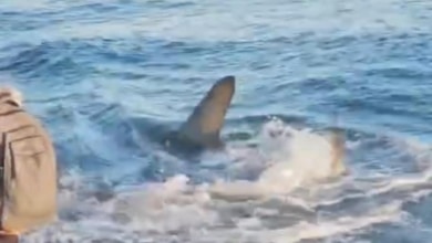 Cierran por segunda vez una playa de Gran Canaria tras avistar un tiburón