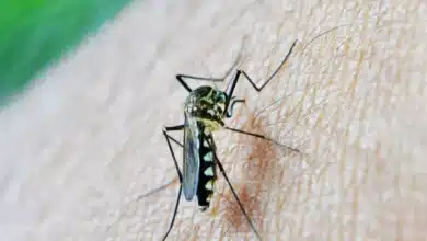 Detectados en pueblos de Sevilla mosquitos con el Virus del Nilo