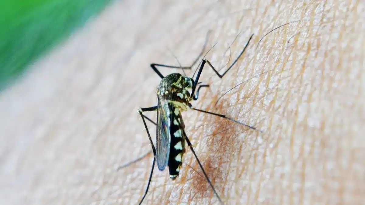 Detectan el virus del Nilo en mosquitos de Sevilla y Huelva