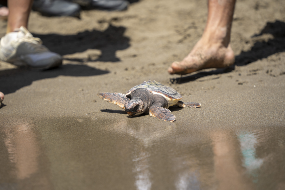 Ejemplar de una tortuga boba durante la suelta del pasado 23 de julio