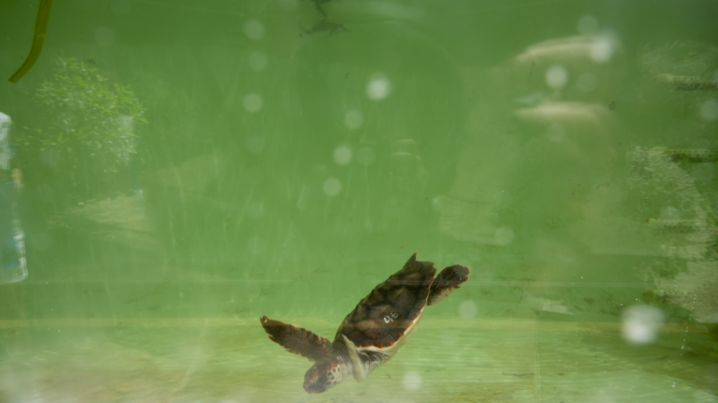 Un ejemplar de tortuga boba en el zoo Selwo Marina de Benalmádena