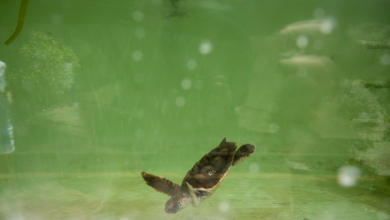 La vuelta a la vida de las tortugas bobas en las playas de Marbella