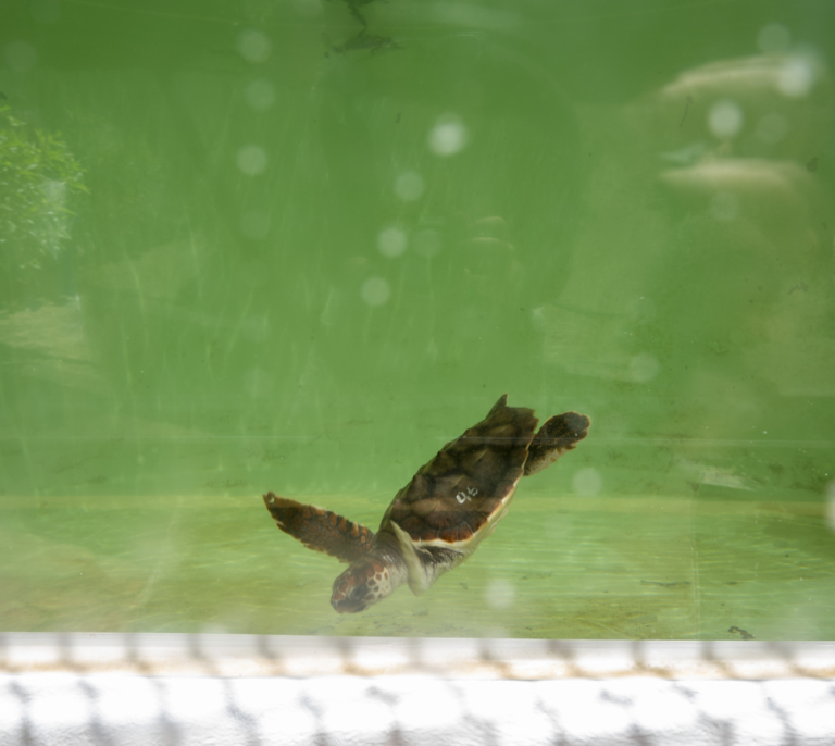 La vuelta a la vida de las tortugas bobas en las playas de Marbella