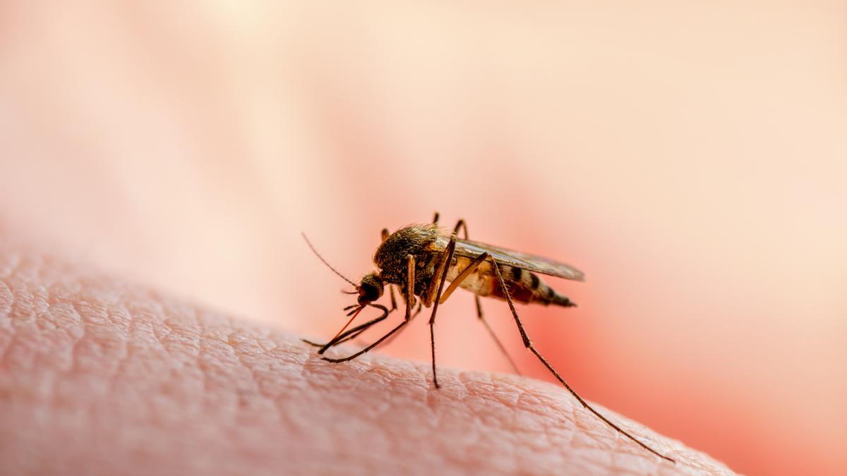 7 consejos para evitar los mosquitos en verano /Shutterstock